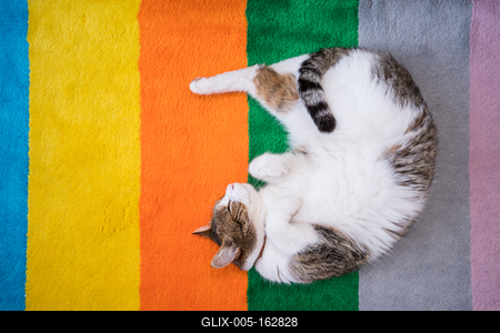 lazy cat sleeping on colorful carpet-stock-foto