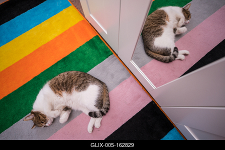 lazy cat sleeping on colorful carpet-stock-foto