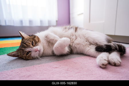 lazy cat sleeping on colorful carpet-stock-foto