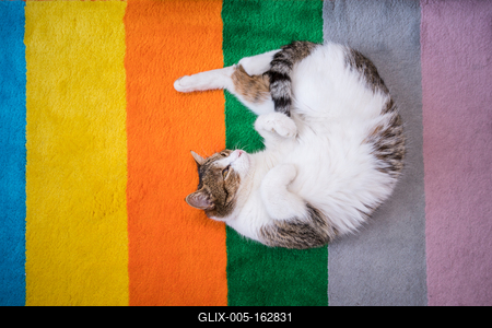 lazy cat sleeping on colorful carpet-stock-foto