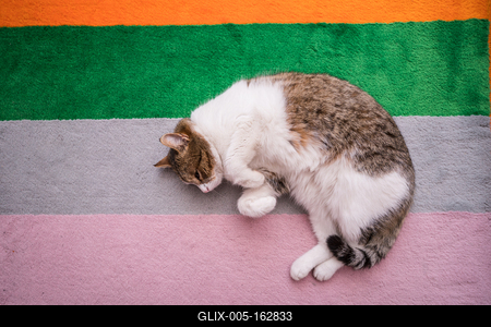 lazy cat sleeping on colorful carpet-stock-foto