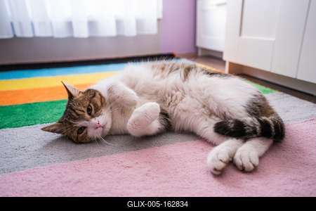 lazy cat sleeping on colorful carpet-stock-foto
