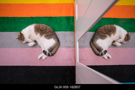 lazy cat sleeping on colorful carpet-stock-foto