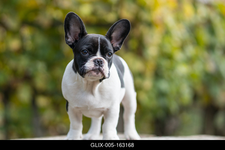 young cute french bulldog posing-stock-foto