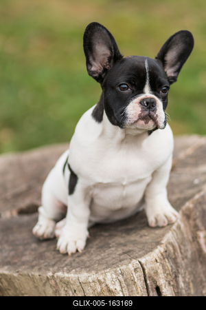 young cute french bulldog posing-stock-foto