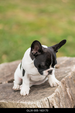young cute french bulldog posing-stock-foto