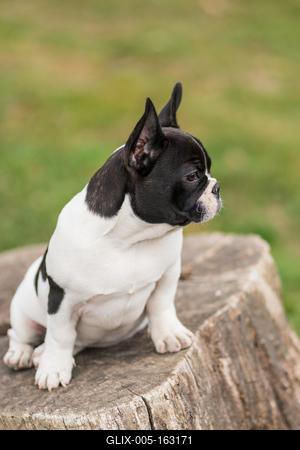young cute french bulldog posing-stock-foto