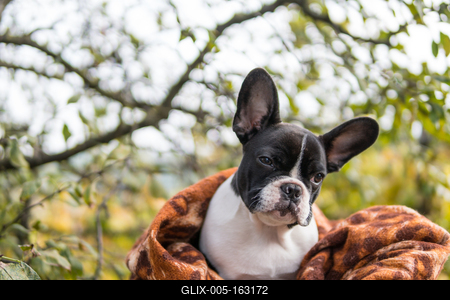 young cute french bulldog posing-stock-foto