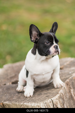 young cute french bulldog posing-stock-foto