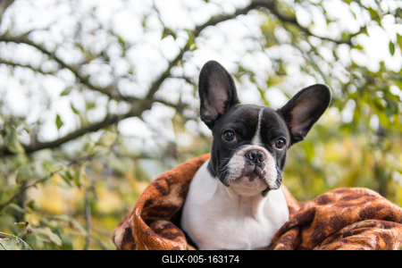 young cute french bulldog posing-stock-foto
