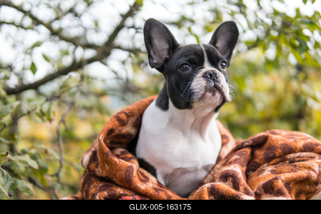 young cute french bulldog posing-stock-foto
