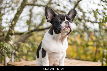 young cute french bulldog posing-stock-foto