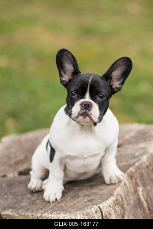 young cute french bulldog posing-stock-foto