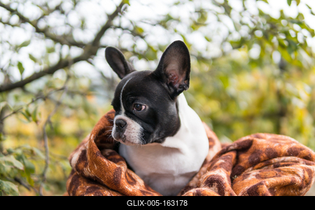 young cute french bulldog posing-stock-foto
