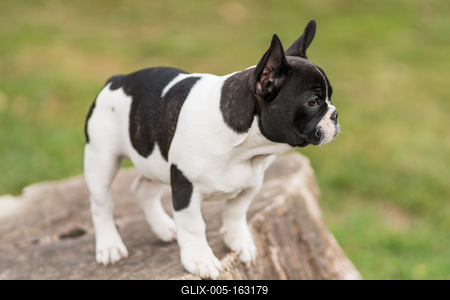 young cute french bulldog posing-stock-foto