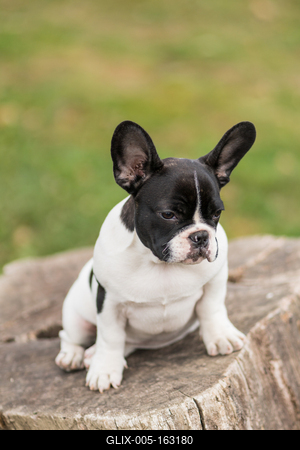 young cute french bulldog posing-stock-foto