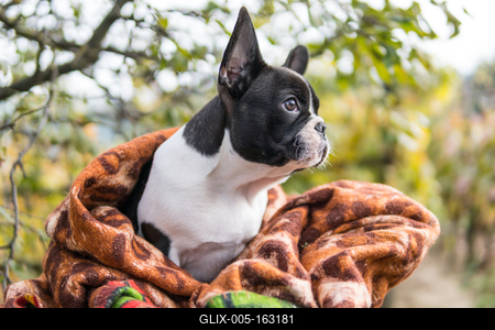 young cute french bulldog posing-stock-foto