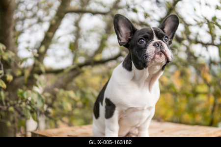 young cute french bulldog posing-stock-foto