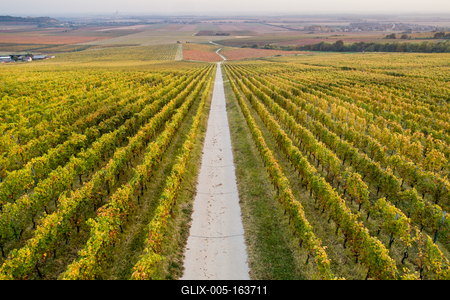 aerial view of beautiful autumn vineyard in Villany, Hungary-stock-foto