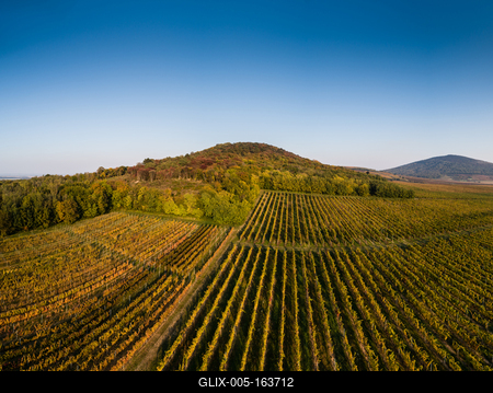 aerial view of beautiful autumn vineyard in Villany, Hungary-stock-foto