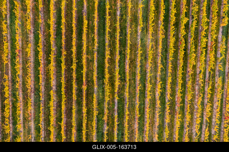 aerial view of beautiful autumn vineyard in Villany, Hungary-stock-foto