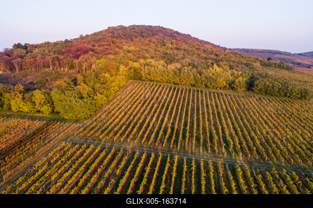 aerial view of beautiful autumn vineyard in Villany, Hungary-stock-foto