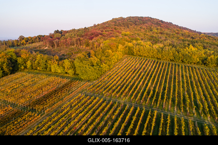 aerial view of beautiful autumn vineyard in Villany, Hungary-stock-foto