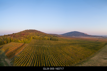 aerial view of beautiful autumn vineyard in Villany, Hungary-stock-foto