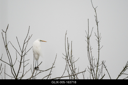 White Heron standing on a tree-stock-foto