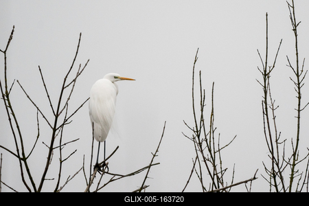 White Heron standing on a tree-stock-foto
