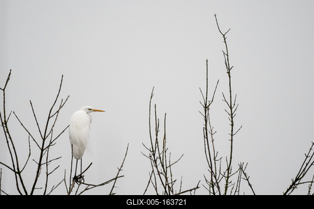 White Heron standing on a tree-stock-foto