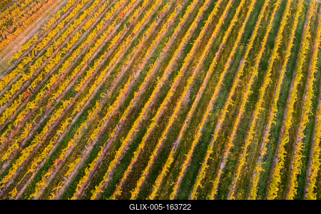 aerial view of beautiful autumn vineyard in Villany, Hungary-stock-foto