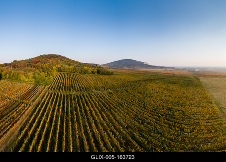 aerial view of beautiful autumn vineyard in Villany, Hungary-stock-foto