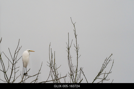 White Heron standing on a tree-stock-foto