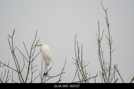 White Heron standing on a tree-stock-foto
