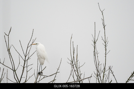 White Heron standing on a tree-stock-foto