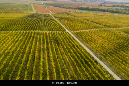 aerial view of beautiful autumn vineyard in Villany, Hungary-stock-foto