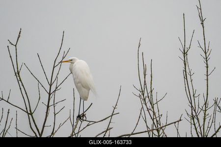 White Heron standing on a tree-stock-foto