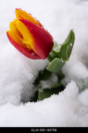 Red tulips with fresh snow-stock-foto