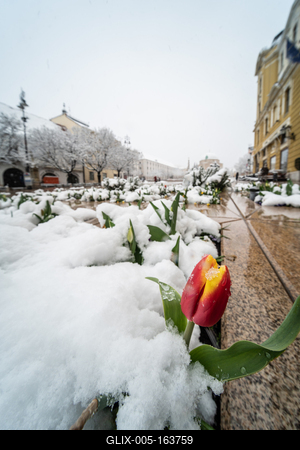 Tulip in snow at spring in Pecs, Hungary-stock-foto