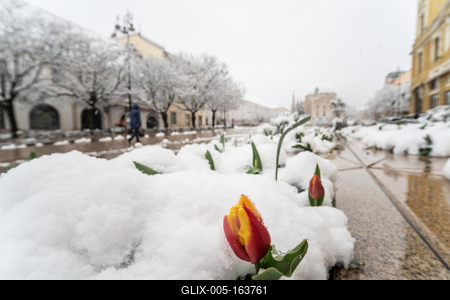 Tulip in snow at spring in Pecs, Hungary-stock-foto