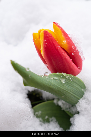 Red tulips with fresh snow-stock-foto