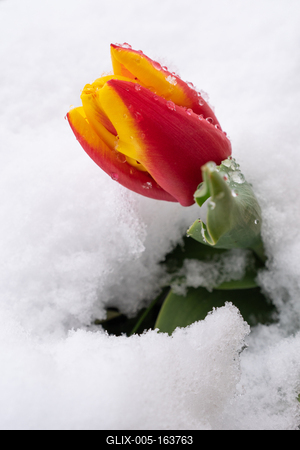 Red tulips with fresh snow-stock-foto