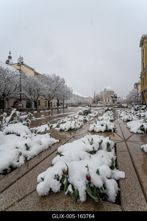 Tulip in snow at spring in Pecs, Hungary-stock-foto