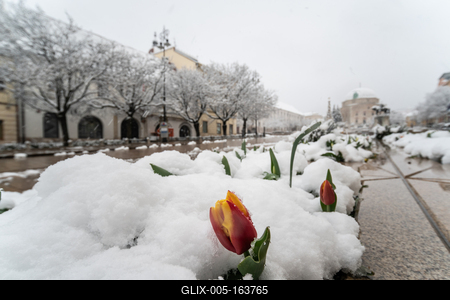 Tulip in snow at spring in Pecs, Hungary-stock-foto