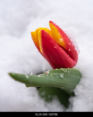 Red tulips with fresh snow-stock-foto