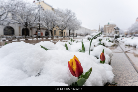 Tulip in snow at spring in Pecs, Hungary-stock-foto