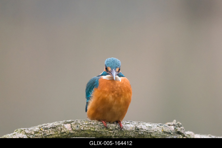 Common Kingfisher (Alcedo atthis) sit on tree-stock-foto