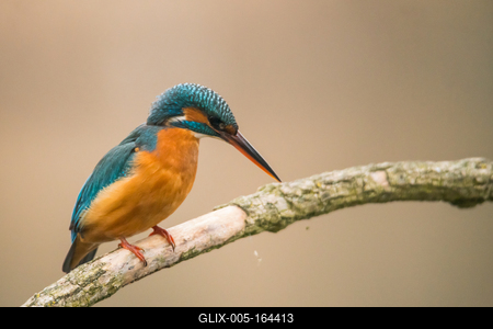 Common Kingfisher (Alcedo atthis) sit on tree-stock-foto