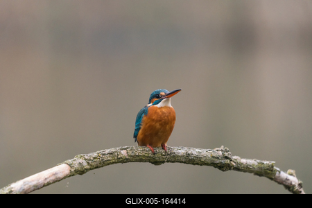 Common Kingfisher (Alcedo atthis) sit on tree-stock-foto